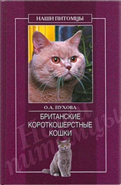 Британские короткошерстные кошки — Олеся Пухова