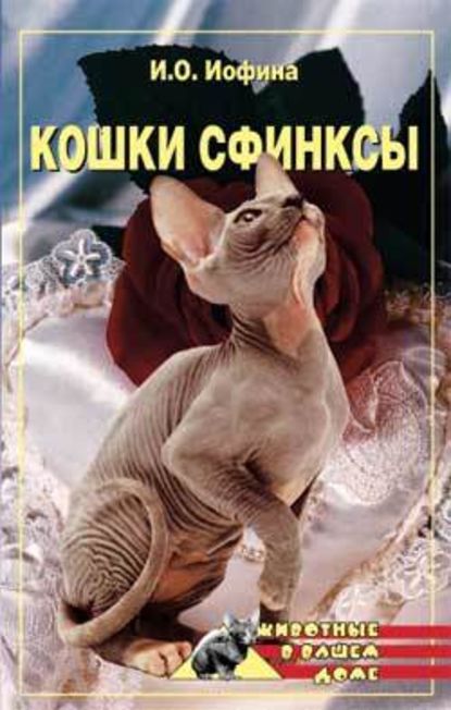 Кошки – сфинксы — Дарья Нестерова