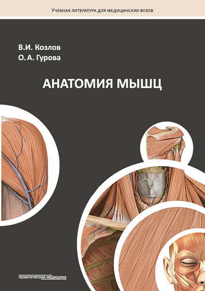 Анатомия мышц — Ольга Гурова