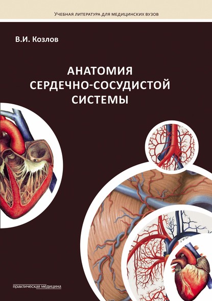 Анатомия сердечно-сосудистой системы — В. И. Козлов