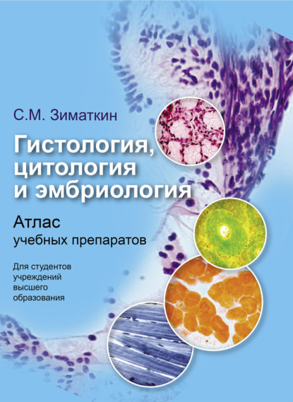 Гистология, цитология и эмбриология — Сергей Зиматкин