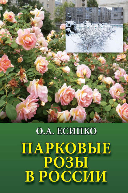 Парковые розы в России — Олег Есипко