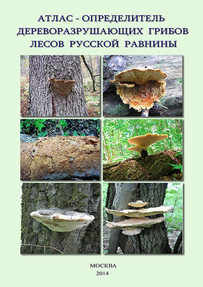 Атлас-определитель дереворазрушающих грибов лесов Русской равнины — В. Г. Стороженко
