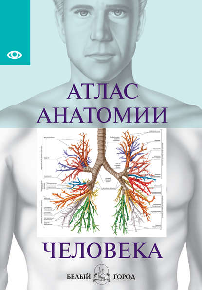 Атлас анатомии человека. Все органы человеческого тела — Группа авторов