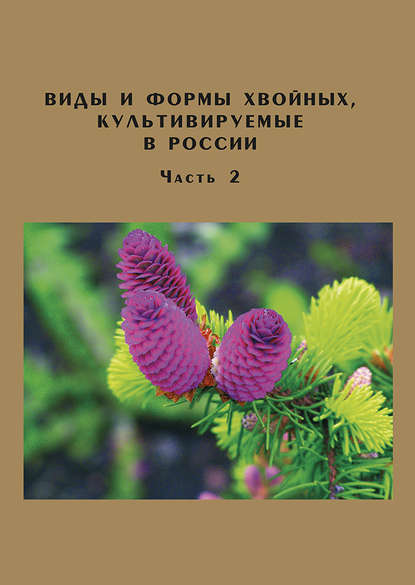 Виды и формы хвойных, культивируемые в России. Часть 2. Picea A. Dietr., Thuja L. — Д. Л. Матюхин