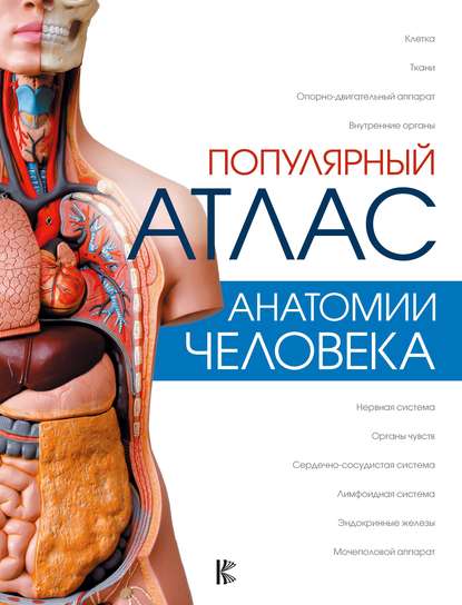 Популярный атлас анатомии человека — Л. Н. Палычева