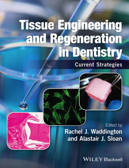 Tissue Engineering and Regeneration in Dentistry — Группа авторов