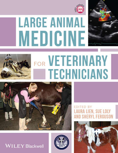 Large Animal Medicine for Veterinary Technicians — Группа авторов