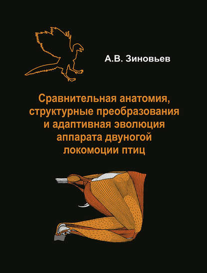 Сравнительная анатомия, структурные преобразования и адаптивная эволюция аппарата двуногой локомоции птиц — А. В. Зиновьев