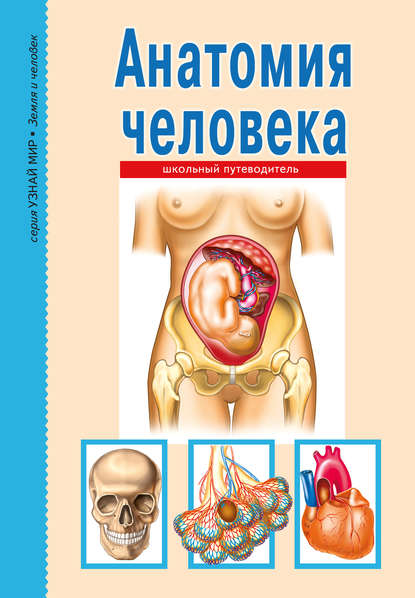 Анатомия человека — Сергей Афонькин