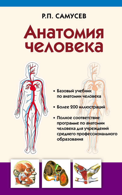 Анатомия человека — Р. П. Самусев