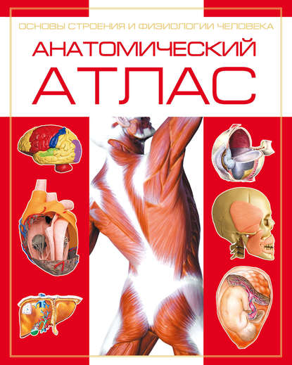 Анатомический атлас. Основы строения и физиологии человека — Группа авторов